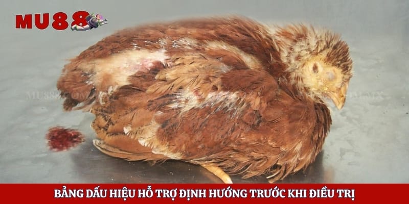 Bảng dấu hiệu hỗ trợ định hướng trước khi điều trị
