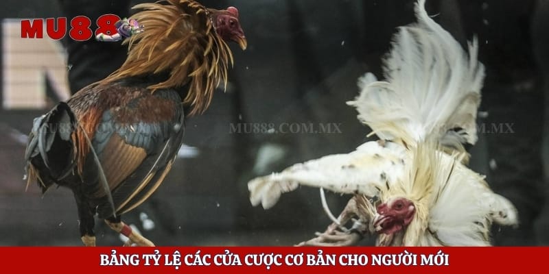Bảng tỷ lệ các cửa cược cơ bản cho người mới