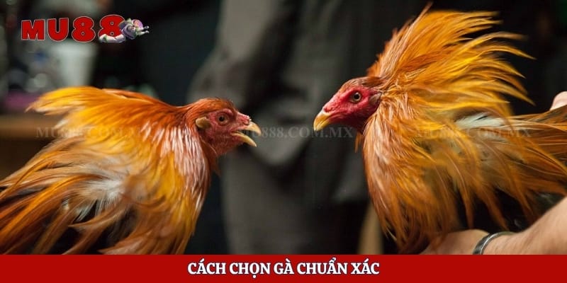 Cách chọn gà chuẩn xác 