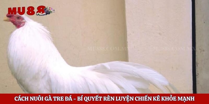 Cách Nuôi Gà Tre Đá - Bí Quyết Rèn Luyện Chiến Kê Khỏe Mạnh