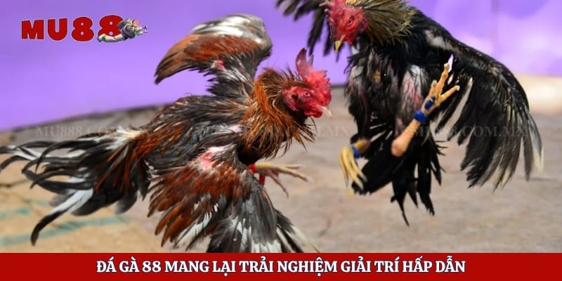 Đá gà 88 mang lại trải nghiệm giải trí hấp dẫn