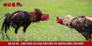 Đá Gà 88 - Sân Chơi Cá Cược Hấp Dẫn Và Những Điều Cần Biết