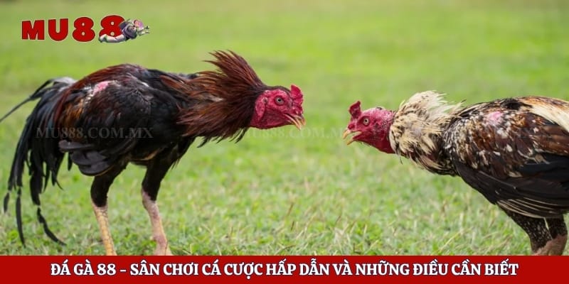 Đá Gà 88 - Sân Chơi Cá Cược Hấp Dẫn Và Những Điều Cần Biết