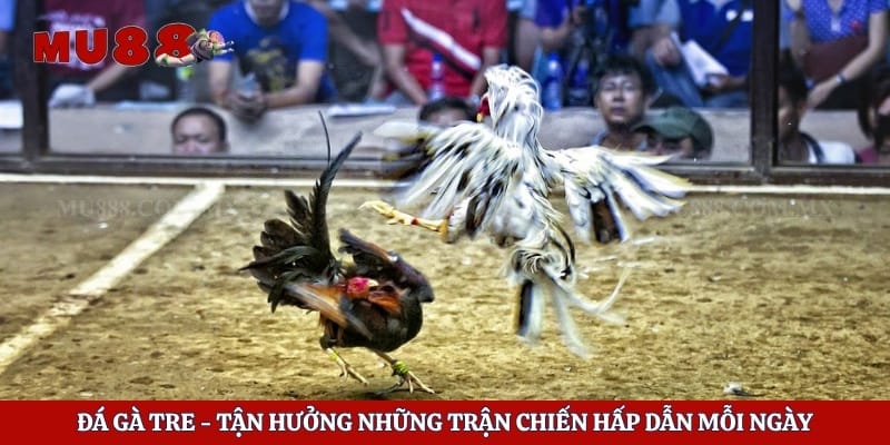 Đá gà tre - Tận Hưởng Những Trận Chiến Hấp Dẫn Mỗi Ngày
