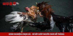 Kinh Nghiệm Chọn Gà - Bí Kíp Giúp Người Chơi Dễ Thắng