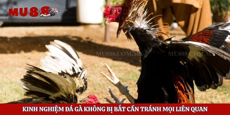 Kinh nghiệm đá gà không bị bắt cần tránh mọi liên quan