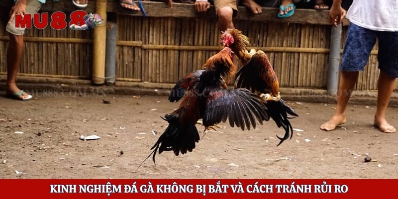 Kinh Nghiệm Đá Gà Không Bị Bắt Và Cách Tránh Rủi Ro