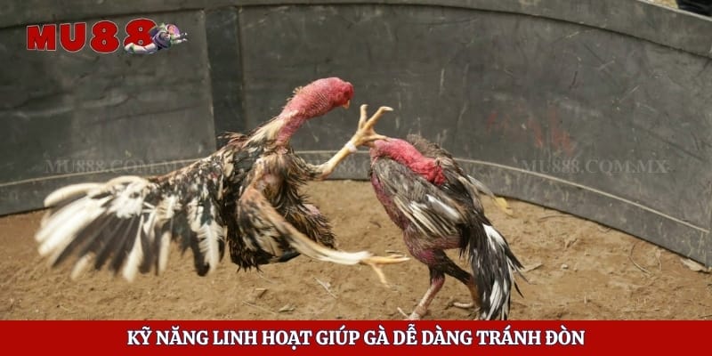 Kỹ năng linh hoạt giúp gà dễ dàng tránh đòn