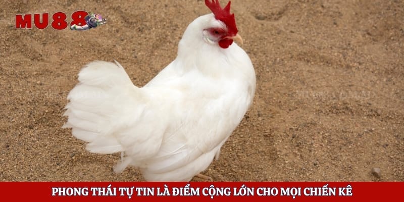 Phong thái tự tin là điểm cộng lớn cho mọi chiến kê
