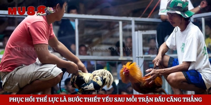 Phục hồi thể lực là bước thiết yếu sau mỗi trận đấu căng thẳng