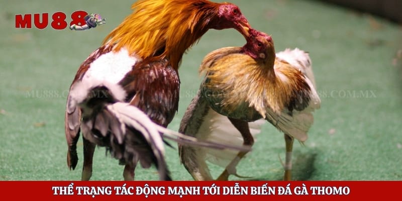 Đá Gà Thomo - Quy Trình Tổ Chức Và Thông Tin Hữu Ích 5 Thể trạng tác động mạnh tới diễn biến đá gà Thomo