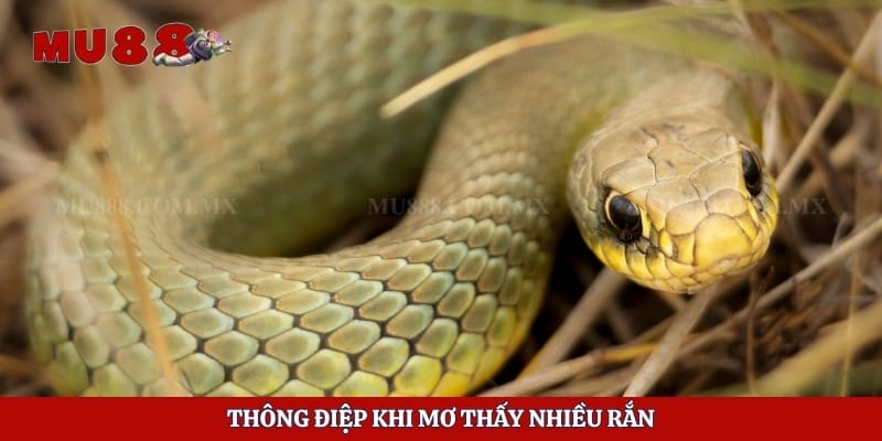 Thông điệp khi mơ thấy nhiều rắn