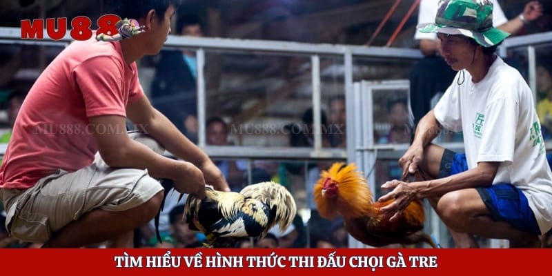 Tìm hiểu về hình thức thi đấu chọi gà tre 